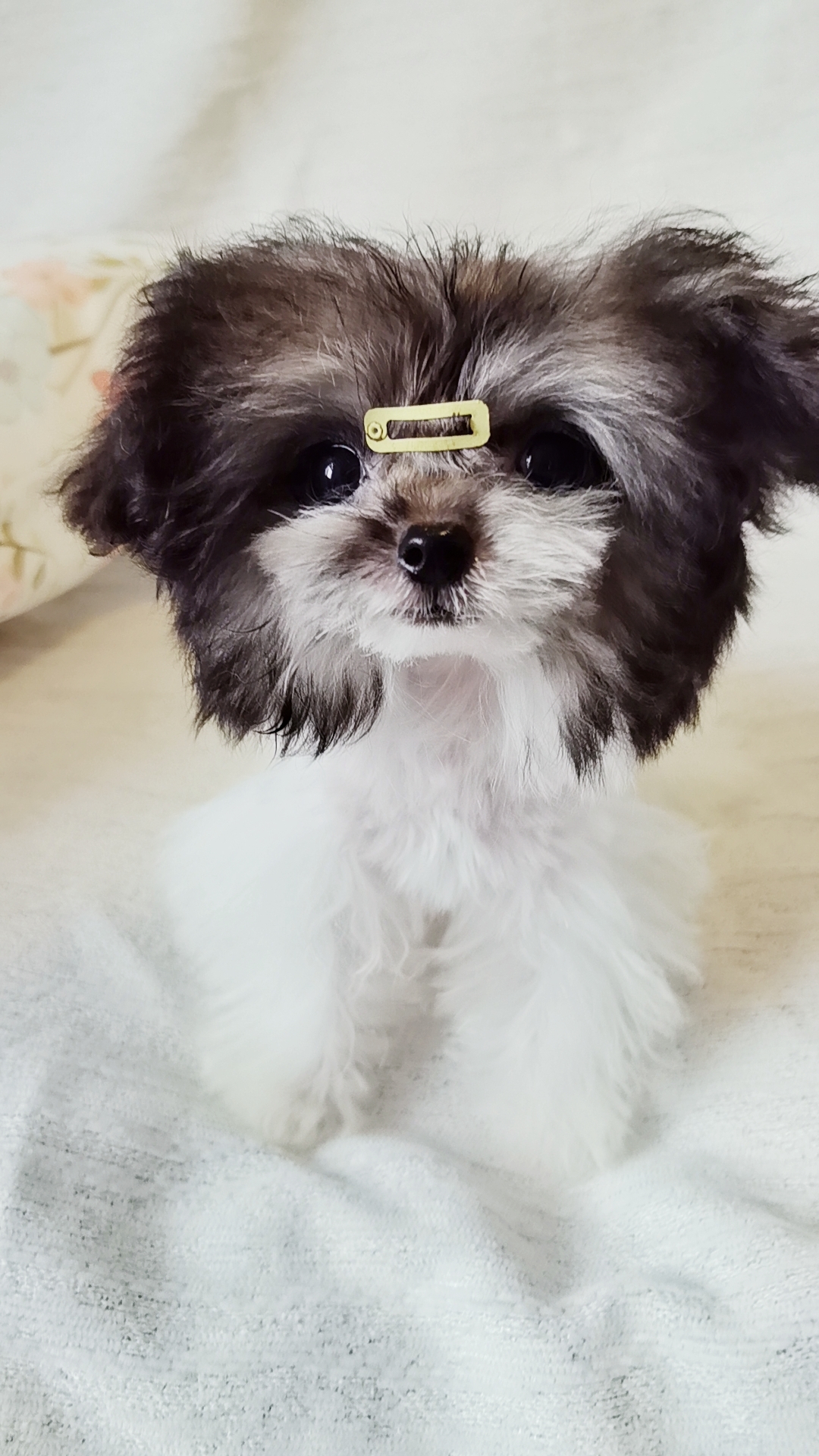 超小体灰白花马尔泰弟弟，3针疫苗